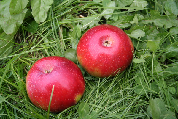 Apfel Malini Pronto Lubera