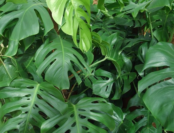 Monstera giftig? Für Katzen?