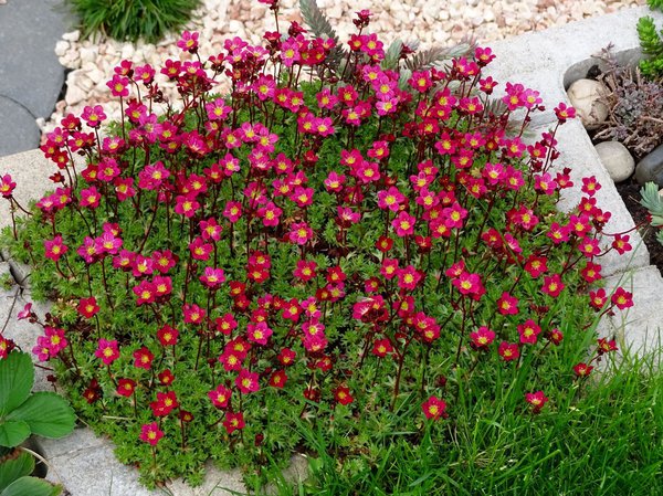 Moossteinbrech, Saxifraga x arendsii