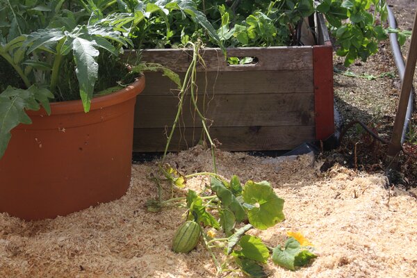 Schnecken im Garten, lubera