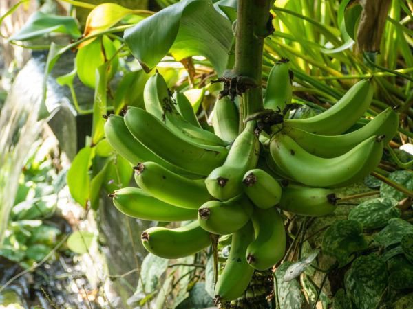 Bananenpflanzen Pflege