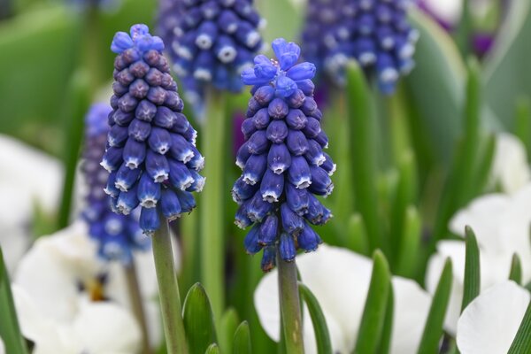 Muscari Night Eyes, Traubenhyazinthe
