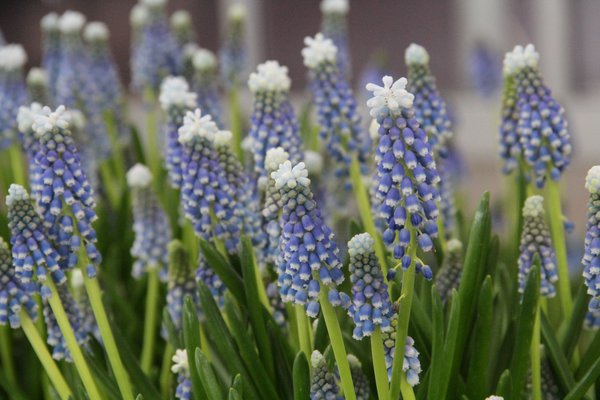 so das! überwintern geht - | einfach Lubera® Blumenzwiebeln