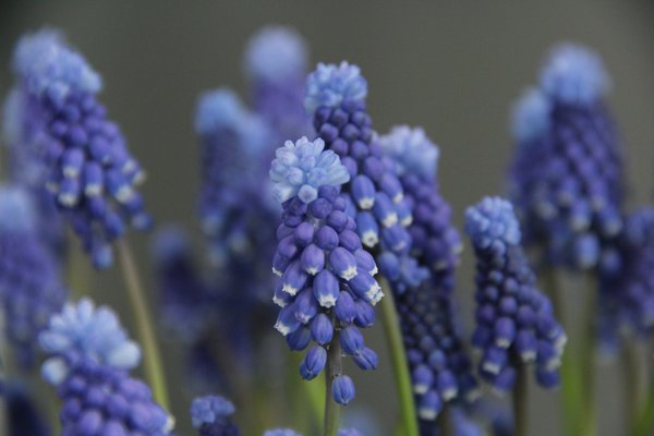 Traubenhyazinthe 'Superstar'