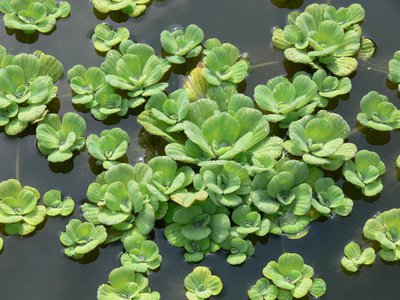 Muschelblume Vermehrung durch Ableger