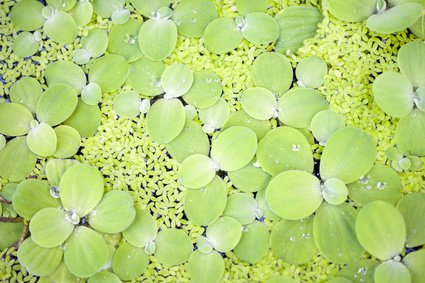 Wassersalat Pistia Stratiotes