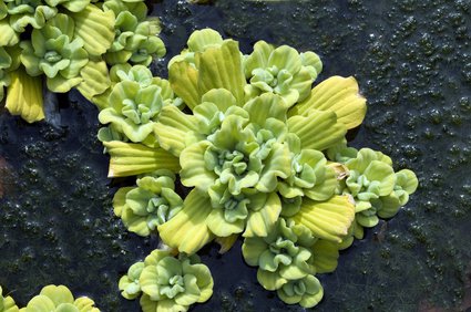 Muschelblumen im Teich