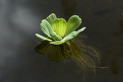 Pistia stratiotes