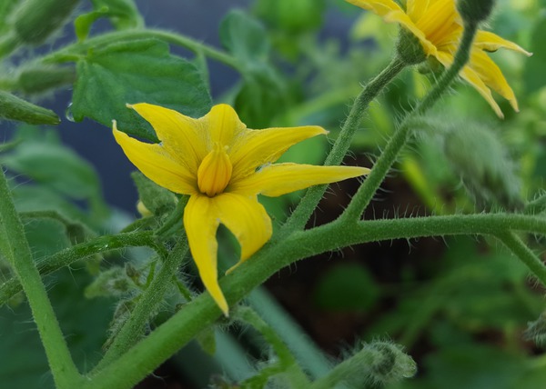 Tomaten befruchten Tomatenblüte Lubera