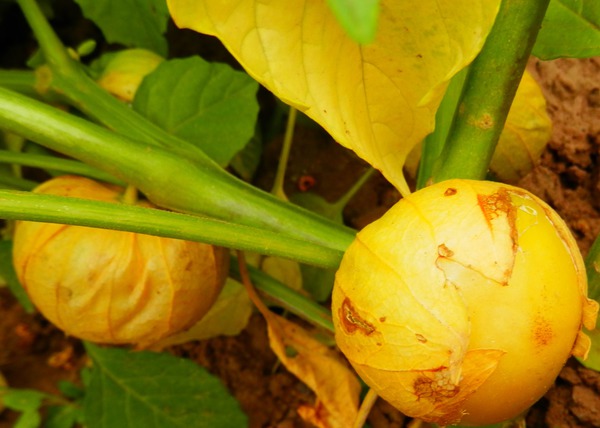 Tomaten befruchten Tomatillo Lubera