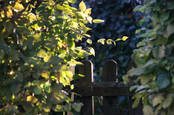 Nachbars Garten Lubera