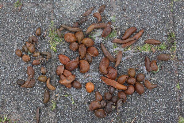 Schnecken im Garten, lubera