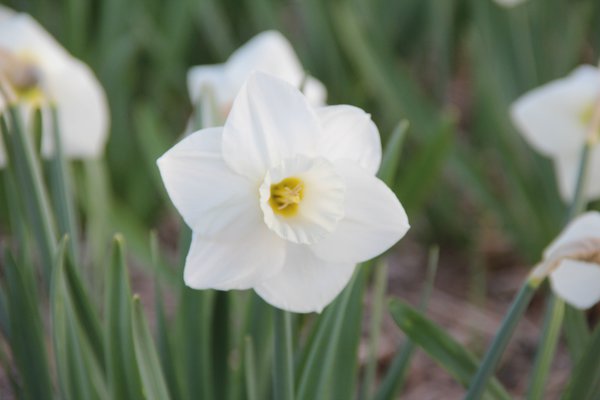 Grosskronige Narzisse 'White Plume'
