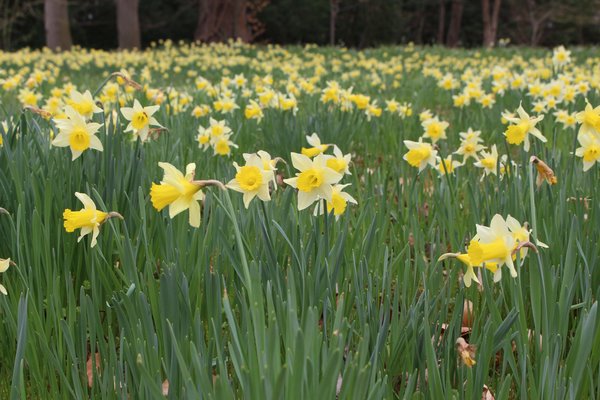 Narzissenwiese mit Narcissus pseudonarcissus ssp. lobularis, Narzissen pflanzen, Blumenzwiebel, Frhblher