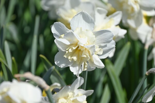 Narzisse, Narcissus Amira, weiss, gefllt