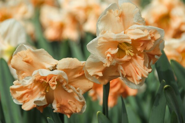 Narzisse, Narcissus Apricot Whirl, zweifarbig, gefllt