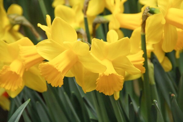 Osterglocke 'Arctic Gold'