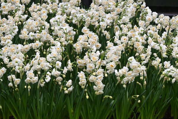 Gefllte Narzisse 'Bridal Crown'