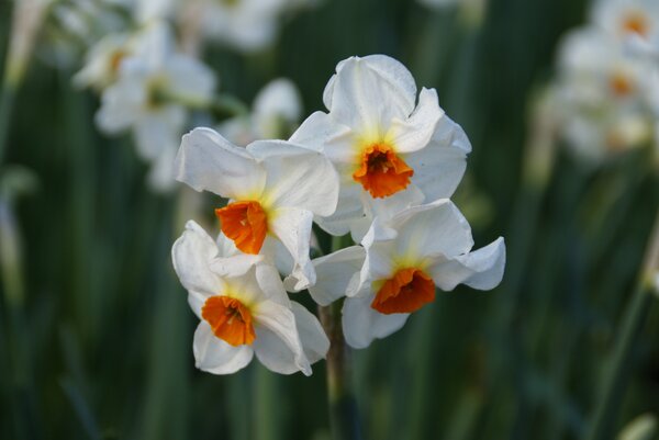 Tazetten Narzisse 'Cragford'