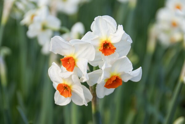 Tazetten Narzisse 'Cragford'