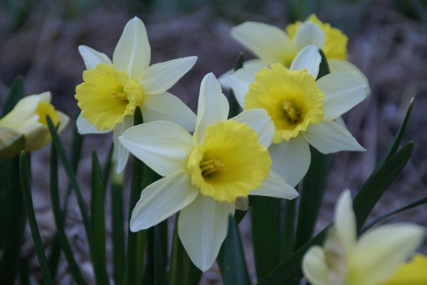 Alpenveilchen-Narzisse 'February Silver'