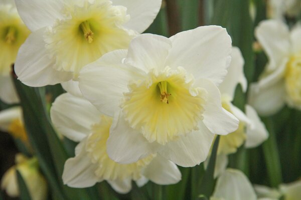 Grosskronige Narzisse 'Ice Follies'