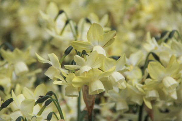 Triandrus Narzisse 'Moonlight Sensation'