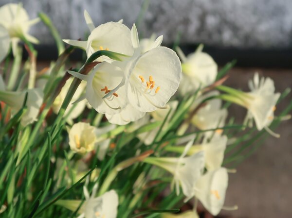Reifrock-Narzisse 'Arctic Bells' (korr)