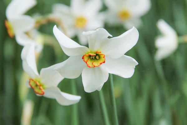 Weisse Narzisse (Dichternarzisse), Narcissus poeticus