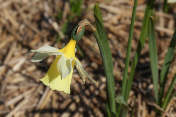 Besuch bei Verberghe Blumenzwiebeln, Nijssen, Narzissen Anbau, Narcissus