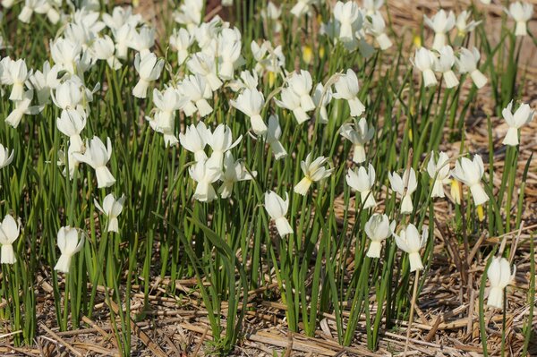 Besuch bei Verberghe Blumenzwiebeln, Nijssen, Narzissen Anbau, Narcissus