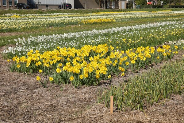 Besuch bei Verberghe Blumenzwiebeln, Nijssen, Narzissen Anbau, Narcissus
