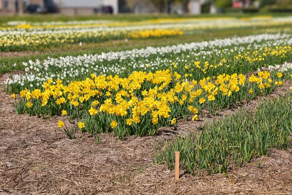 Besuch bei Verberghe Blumenzwiebeln, Nijssen, Narzissen Anbau, Narcissus (modif)