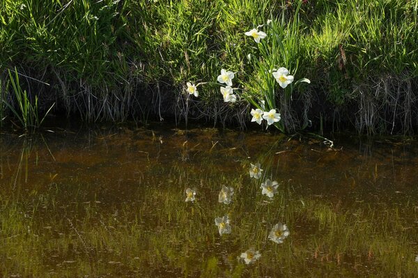 Besuch bei Verberghe Blumenzwiebeln, Nijssen, Narzissen Anbau, Narcissus