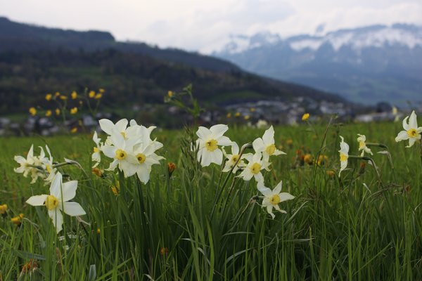 Narzissenwiese in Buchs, Narcissus, Narzissen pflanzen