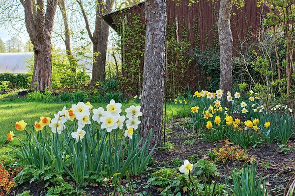 Gartenbuch Beitrag Duft Narzissen, Narzissen Testpflanzung Fr&uuml;hjahr 2025 (modif)