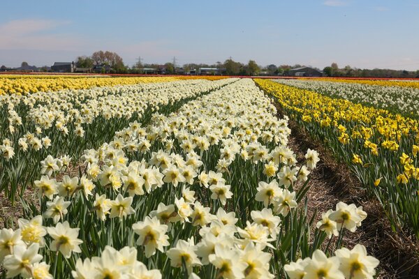 Besuch bei Verberghe Blumenzwiebeln, Nijssen, Narzissen Anbau, Narcissus