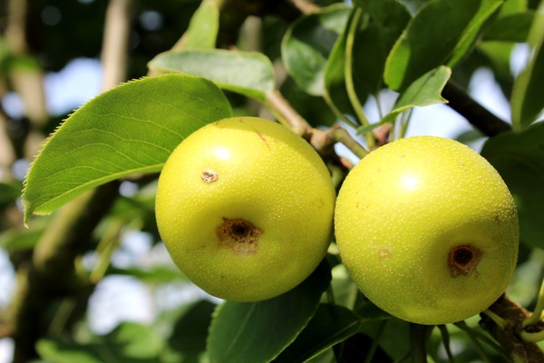 Nashi Nijisseiki Frchte am Baum