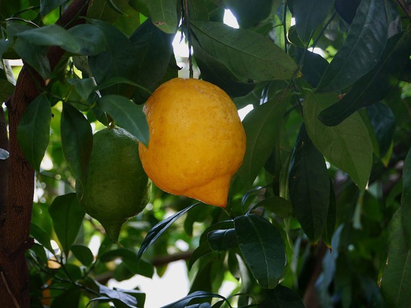 Neapolitanische Limette 'Neapolitanum' (Citrus aurantifolia)
