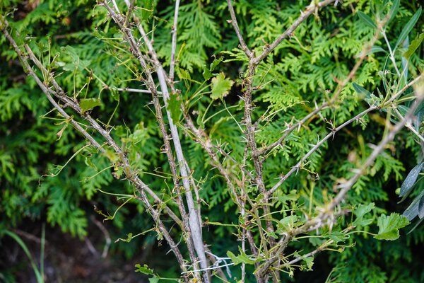 Stachelbeetblattwespe, Stachelbeer Blattwespe, Nematus ribesii, Sch�dling, Raupenfrass an Stachelbeere
