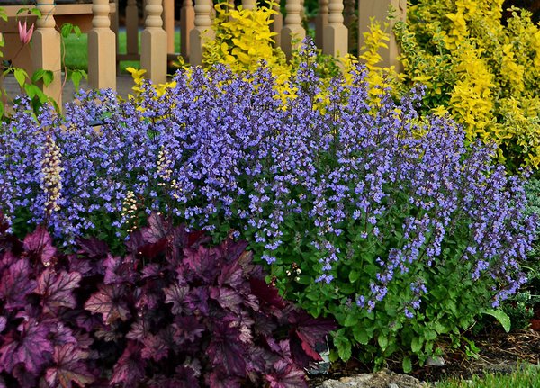 Nepeta x faassenii 'Purrsian Blue'