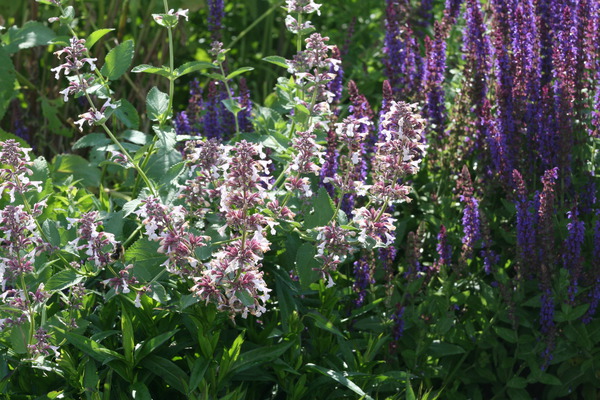 Nepeta grandiflora 'Dawn to Dusk'