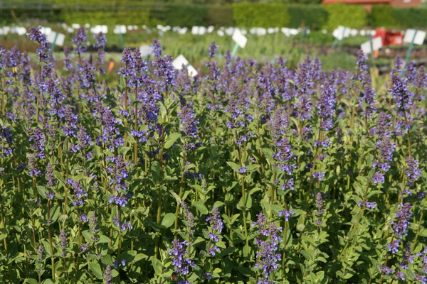 Nepeta grandiflora 'Zinser's Giant'