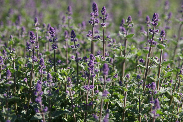 Nepeta x faassenii 'Kit Cat'