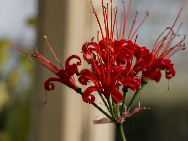 Nerine sarniensis Nerine bowdenii