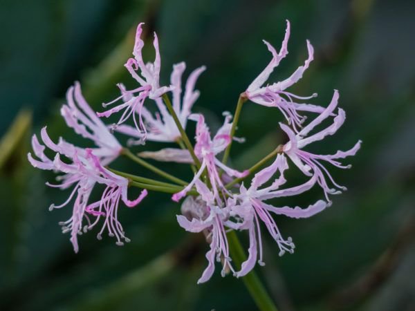 Nerine bowdenii Nerine undulata