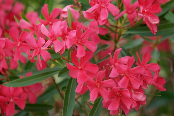 Nerium oelander Italia, Oleander