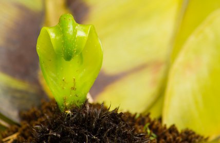 Nestfarn, Asplenium nides