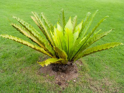 Nestfarn, Asplenium nides