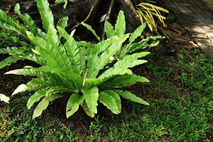 Nestfarn, Asplenium nides